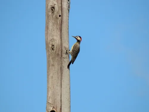 Green-barred Woodpecker