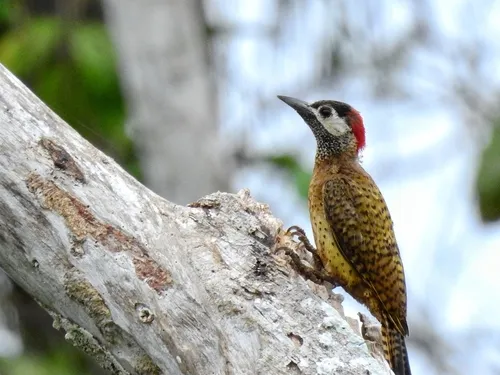 Spot-breasted Woodpecker
