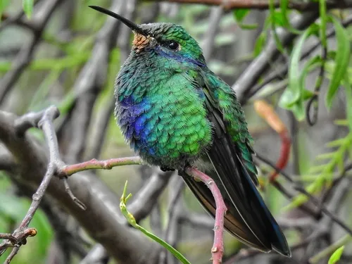Sparkling Violetear