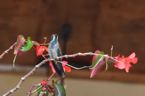 Brown Violetear