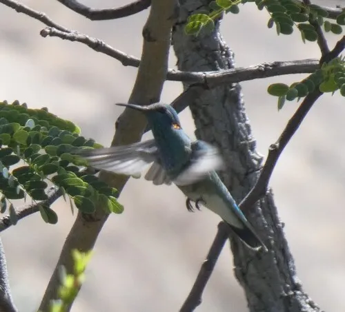 White-vented Violetear