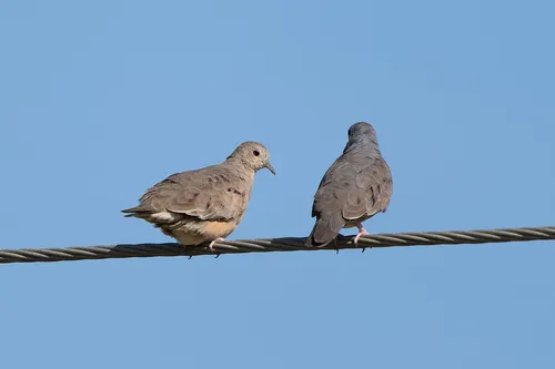 Plain-breasted Ground-Dove