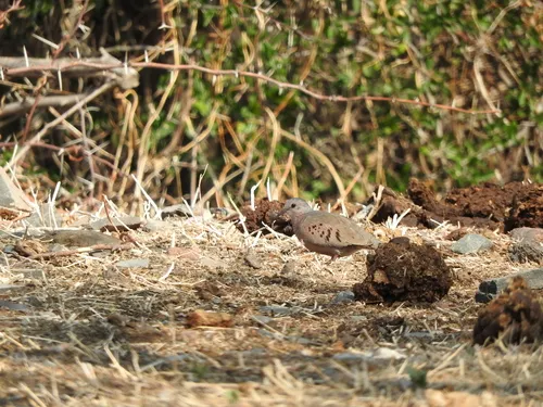 Common Ground-Dove