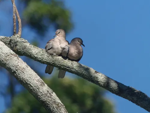 Picui Ground-Dove