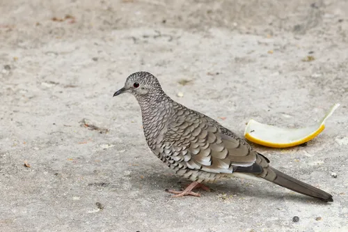 Scaled Dove