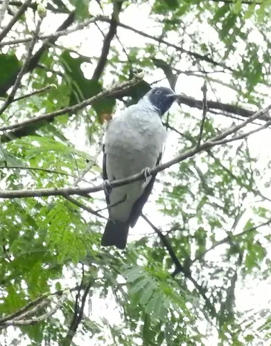 Black-faced Cotinga
