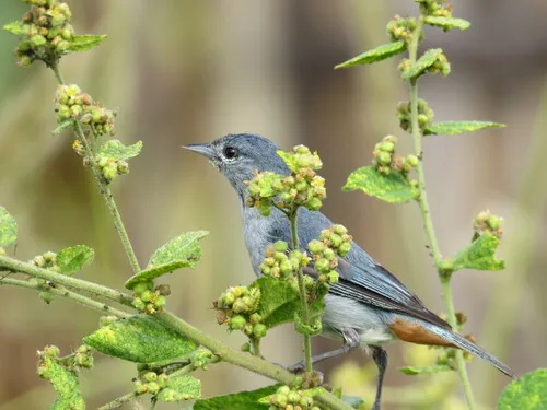 Figuinha-de-rabo-castanho