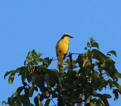 Yellow-throated Flycatcher