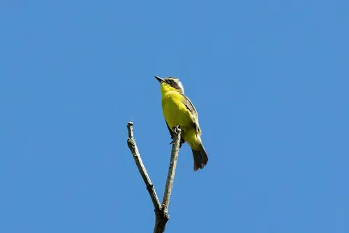 Three-striped Flycatcher