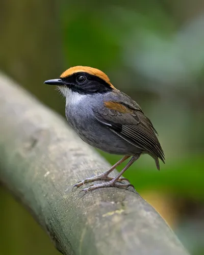 Black-cheeked Gnateater