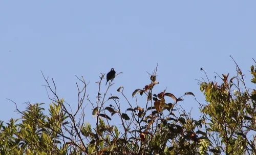 Cone-billed Tanager