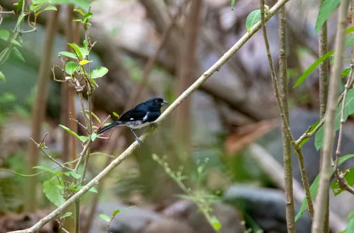 Tiê-preto-e-branco