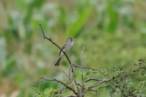 Tropical Pewee