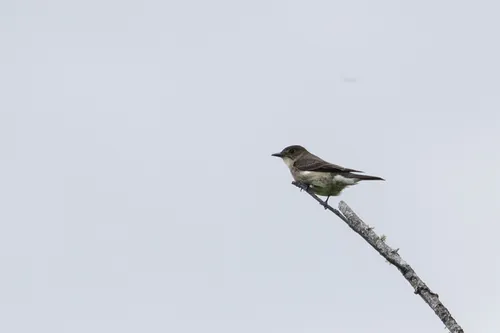 Piuí-boreal