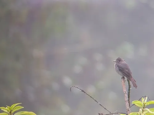 Smoke-colored Pewee