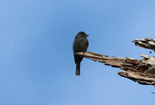 Blackish Pewee