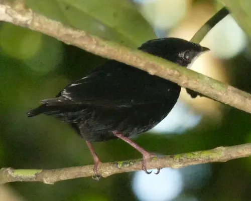White-throated Manakin