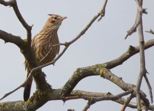 Lark-like Brushrunner