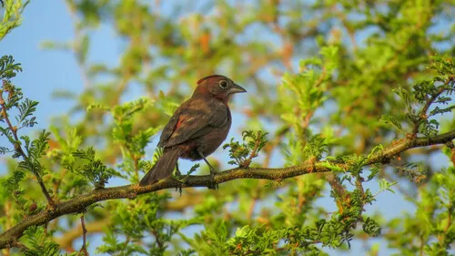 Red-crested Finch