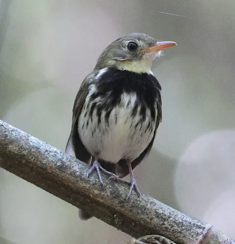 Southern Antpipit