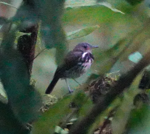 Ringed Antpipit