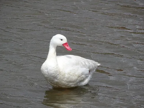 Coscoroba Swan