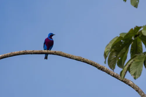 Banded Cotinga