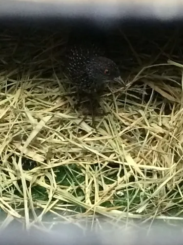Speckled Rail
