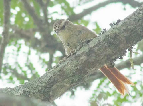 Olive Spinetail