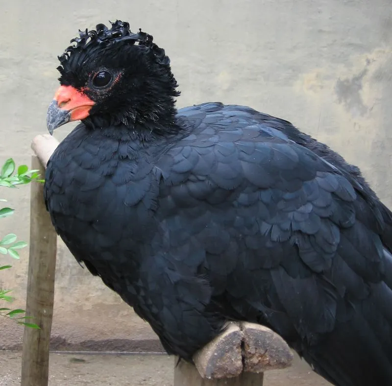 Red-billed Curassow