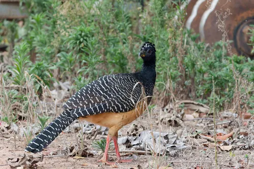 Bare-faced Curassow
