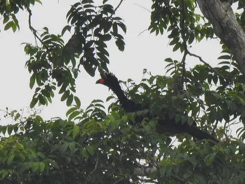 Wattled Curassow