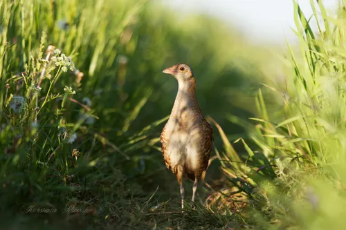 Corn Crake