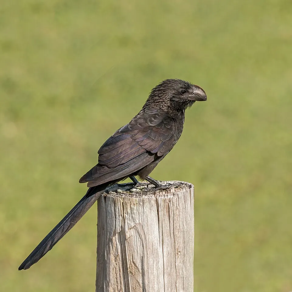 Anu-preto