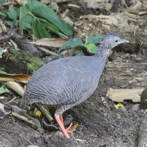 Inhambu-de-coroa-preta