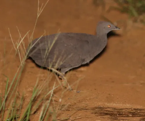 Cinereous Tinamou