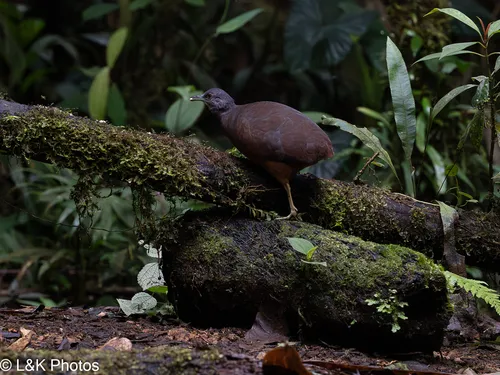 Little Tinamou