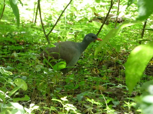 Tataupa Tinamou