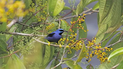 Purple Honeycreeper