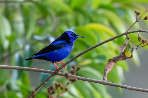 Saíra-beija-flor