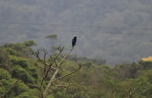 Gralha-azul