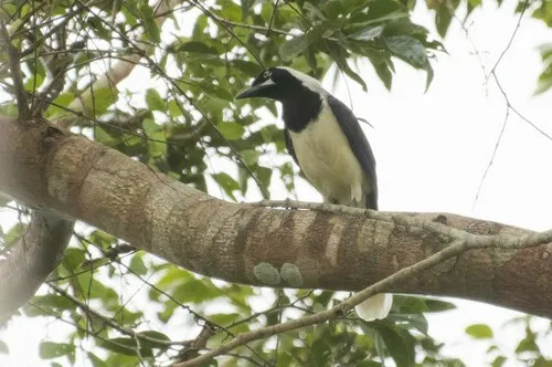 Gralha-da-guiana