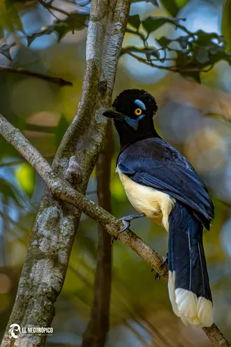 Plush-crested Jay