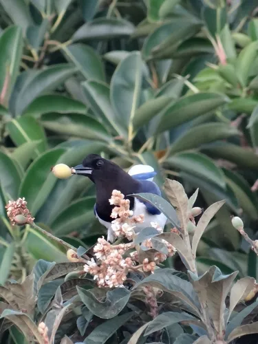 Curl-crested Jay