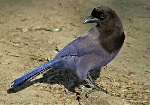 Purplish Jay
