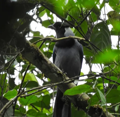 Violaceous Jay