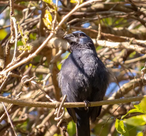 Ultramarine Grosbeak