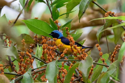 Golden-rumped Euphonia