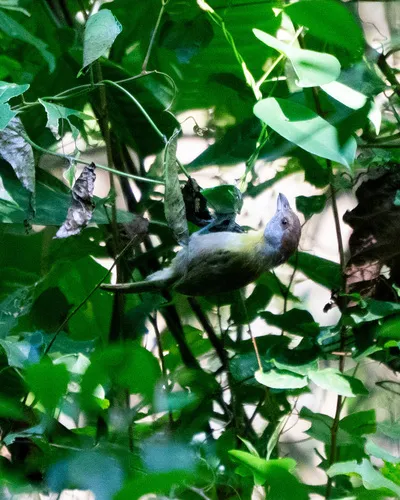 Rufous-browed Peppershrike