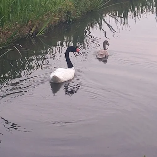 Black-necked Swan